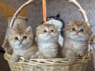 Qızıl şinşilla, Dişi, Pulsuz çatdırılma