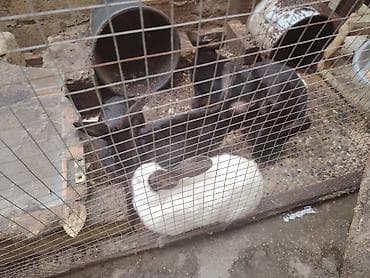 Птицы: Qara dovşan – yerli fərdi təsərrüfatdan - Rəng: tam qara (şabalıd alt — 3