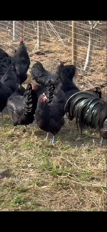 Quşlar: Astirolop toyuqları 11 eded satılır 2 xoruz 9 toyuq — 7