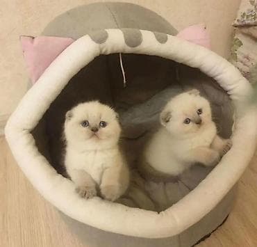 Şotland uzun tüklü, Erkək