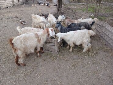 11 baş keçidir 1 baş damazlıq 15 aylıq təkə hələbdən gəlmə 5 baş