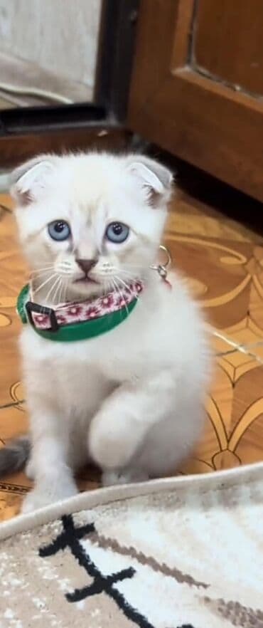 şotlan pişik: Şotland yastı qulaq, Erkək, Dişi, Yaxşı əllərə, Ünvandan götürmə, Pulsuz çatdırılma, Ödənişli çatdırılma — 150