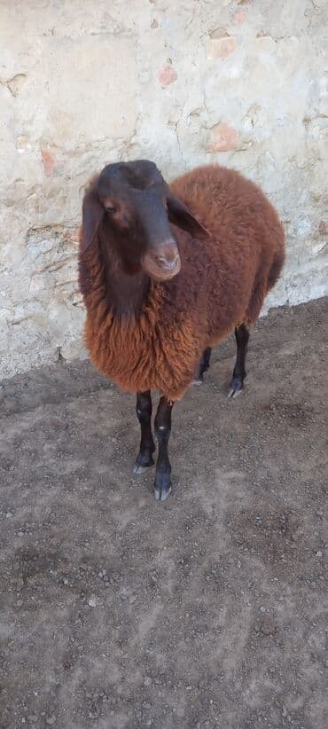 balasına sud verməyən qoyuna nə deyirlər: Salam erkeydi ekiztay ata anasida ozu kimi qanqırmızı heyvandi — 2