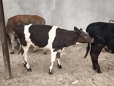 Dana, buzov, Dişi, Holsteyn, Simental, ay: 1, Damazlıq, Südlük, Ünvandan götürmə, Ödənişli çatdırılma
