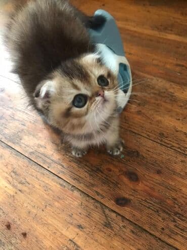 şotlan pişik: Şotland yastı qulaq, Erkək, Dişi, Yaxşı əllərə, Ünvandan götürmə, Pulsuz çatdırılma, Ödənişli çatdırılma — 172