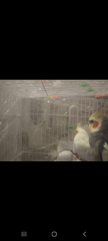 Gəmiricilər: 1cüt karella qəfəs yem və su qabilari yellənçək yuva qusdarda hazır — 4