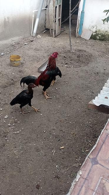 cins inekler: Aseel (Asil) cinsli toyuq və cücə sürüsü - Cins: Aseel (uzunboyun — 6