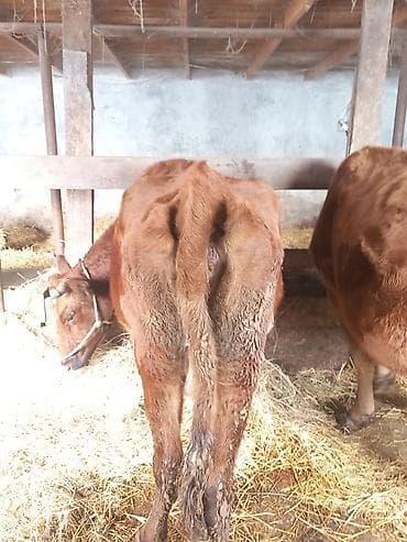 Другие с/х животные: Самка, лет: 1, 100 кг, Для молока — 10