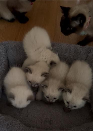 Siam, Erkək, Dişi — 3