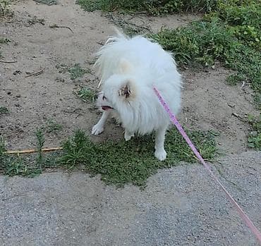 pitbul iti: Şpitz — 3