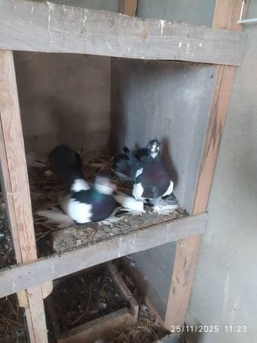 en cox yumurta veren toyuqlar: Tam sağlam quşlardır — 6