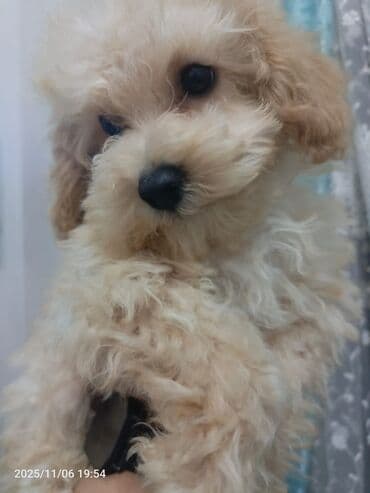 itlərin qiymətləri: Pudel — 5