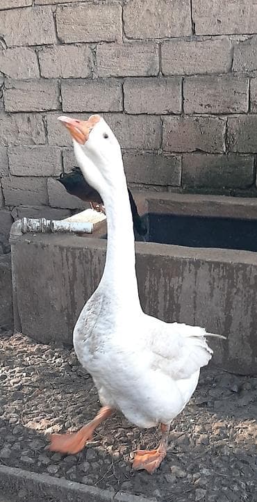 cins heyvanlar: Damazlıq üçün aktiv erkək ağ rəngli qaz. Fərəsi də var. Hər ikisi — 1