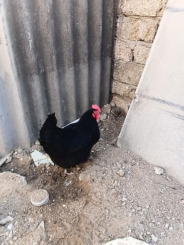 Akvariumlar: Toyuq, Damazlıq — 4