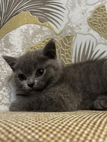 Heyvanlar üçün mallar: Britan, Erkək, Yaxşı əllərə, Ünvandan götürmə — 3