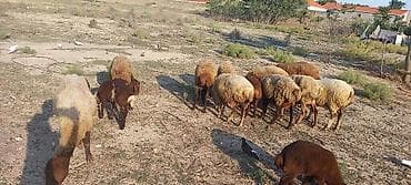 edilbay qoyunu: Dişi, il: 2, 50 kq, Ətlik, Ünvandan götürmə — 9