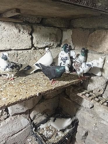 karella quş: Sağlam heyvanlardi kurdaxanidadi istəyən maraqlana biler — 2