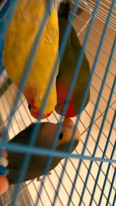 hələb kecilərin qiyməti: Korella Karella tutuqusu papuqay sevgi quşu nerazlucnik valnist 14 — 20