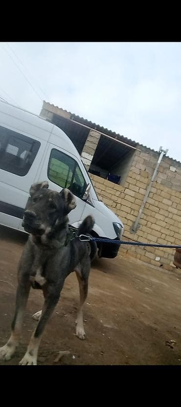 erkəy danalar: İt – böyük cüssəli, qara-boz rəngdə, sinəsində və pəncələrində ağ — 1