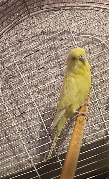 sarı dana: Sarı çex dişi satılır cüte hazır qızğın quşdu real alıcılar yazsın — 2