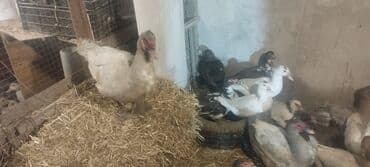 Gəmiricilər: Həm kəsilməli həm də damazlıq lal ördəklər.Qiymətlər ölçülərinə görə — 1