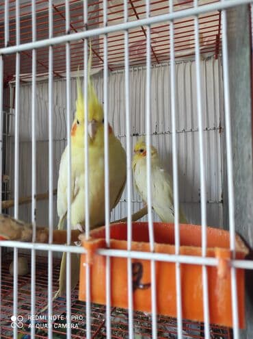 şotland pişiyi qiymeti: Nimfa (cockatiel) tutuquşuları – müxtəlif rəng mutasiyaları - Növ — 2