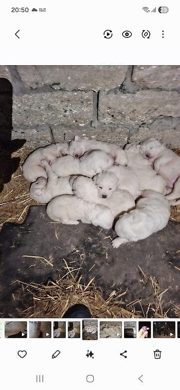 Alabay, 1 ay, Dişi, Peyvəndli