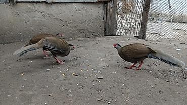Salam gumuş qirqovul 3 fere di qiymeti razilaşma yolu ile bu nömreye