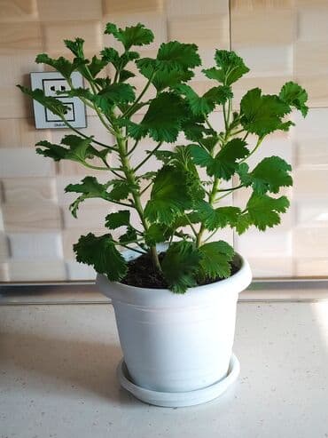 helba bitkisi faydaları: Уличные растения — 3