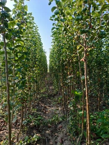 meyvə ağacı: Her sor tinglermiz movcuddur yerli və xarici sortlar var sortlara — 6