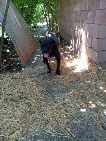 ayagi tuklu toyuqlar: Kane-Korso, Dişi — 1