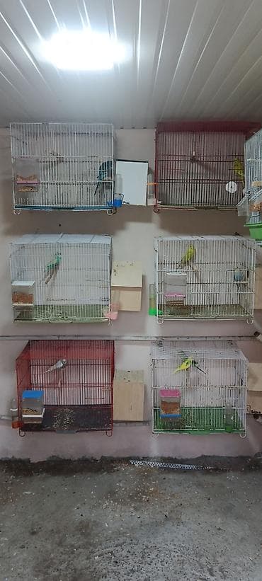 Quşlar: 49 dene hazir cut(cutu 25 manat).44 dene bala.(balaca balalar — 3