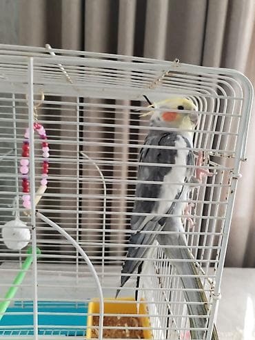 Nimfa (cockatiel) quşu və qəfəsi dəsti - Quş: boz-ağ rəngli nimfa