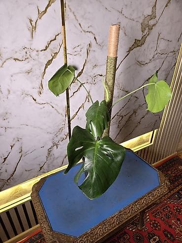 Monstera Deliciosa (Şveytsariya pendiri bitkisi) – dırmaşma dayaqlı - lalafo.az -da Monstera Deliciosa (Şveytsariya pendiri bitkisi) – dırmaşma dayaqlı -