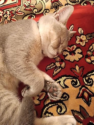 british pişik qiymeti: Britan, Erkək, Yaxşı əllərə, Ünvandan götürmə — 8