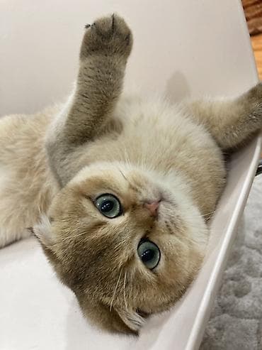 it adlari disi: Şinşilla, Erkək, Yaxşı əllərə — 3
