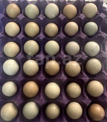 ev yumurtası: Məhsul: Qırqovul yumurtaları Təsvir: - Təbii rəng çalarlarında (krem — 2