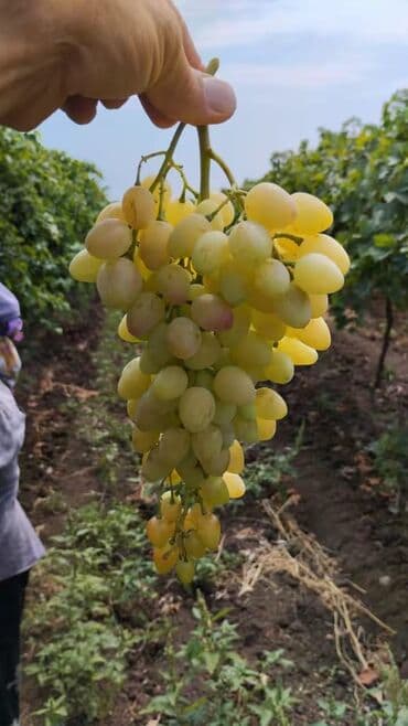 ağaç satışı: Meyvə və dekorativ ağac tingləri Təsvir: - Tərtər rayonu ərazisində — 6