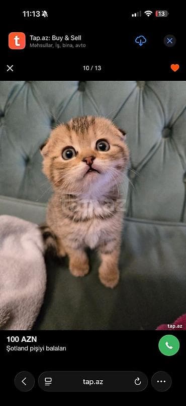 sotland pisiyi: Şotland — 4