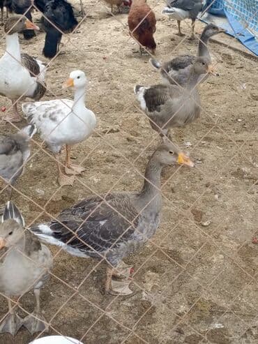 qoyun qiyməti 2024: Dişi, Damazlıq, Ünvandan götürmə — 3