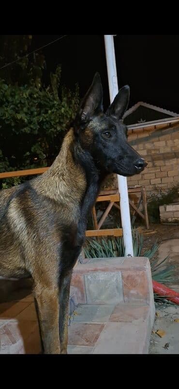 setter it cinsinin digər adı: Belçika çoban iti — 7