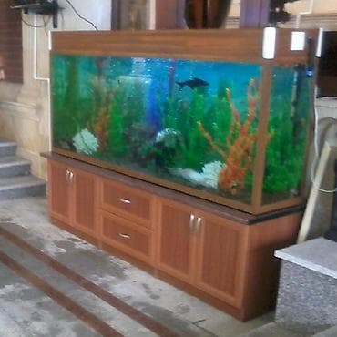 cat: Akvarium-şkaf, 1000 l, Pulsuz çatdırılma — 4