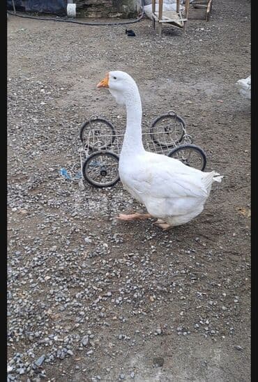 İtlər: Dişi, | Xolmogor, Damazlıq, Ödənişli çatdırılma — 1