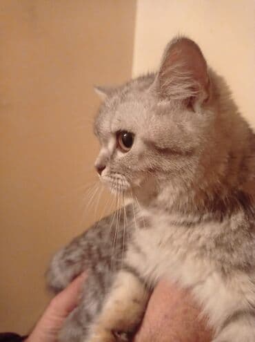 купить британская шиншилла: Şinşilla, Dişi, Yaxşı əllərə, Pulsuz çatdırılma — 5