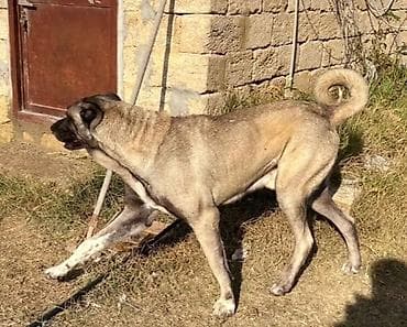 xaski itleri satisi: Kanqal, Peyvəndli — 1