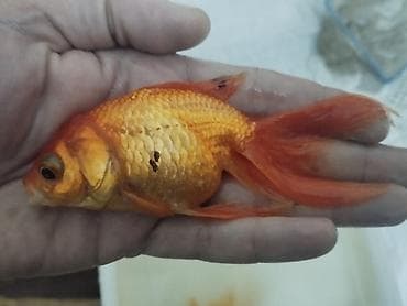 Gəmiricilər: Salam hazir bala veren iri olculu,papaqli arandalar satilir. Olcusu 15 — 4