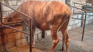 Ətlik Maldi kök Heyvandi Real alıcılar Narahat