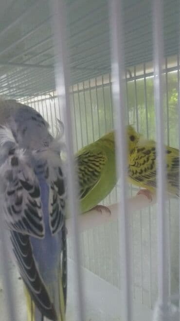 попугай ара цена: Попугаи — 10