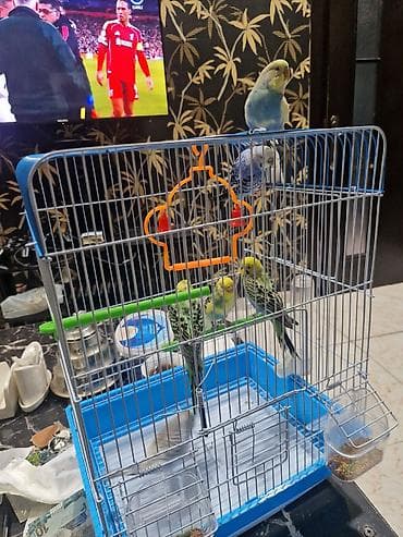 qus qefes: Bülbül (dalğalı papuqay) quşları və qəfəs dəsti -quslar satilir — 3