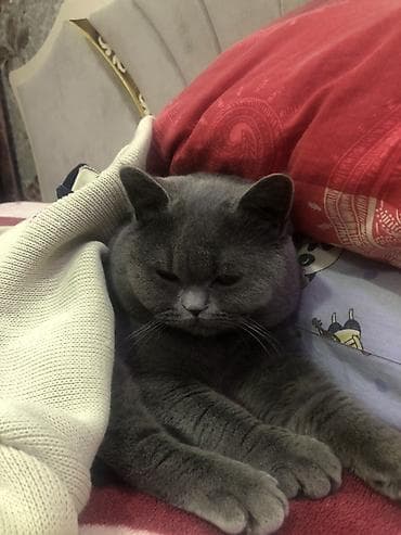 pişik tap az: Britan, Erkək, Cütləşmə üçün — 2